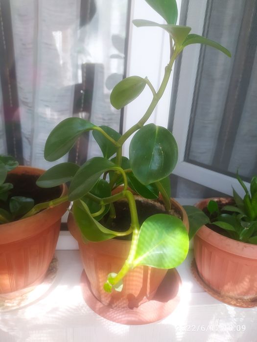 Разные комнатные цветы