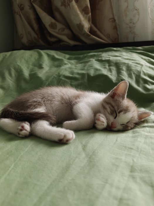 Котёнок бесплатно