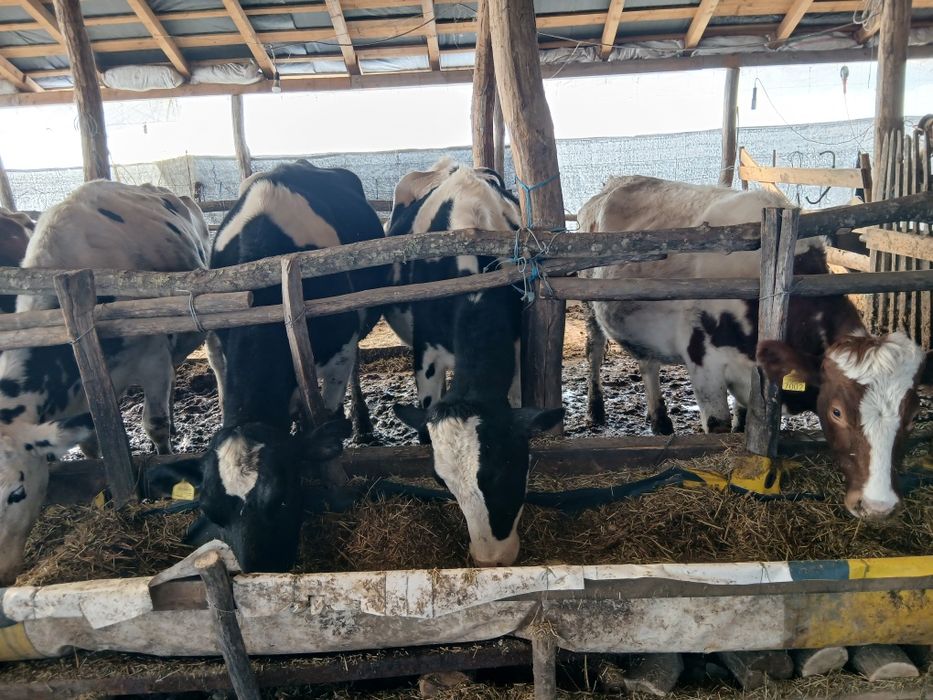 Vaci de lapte la prima fătare