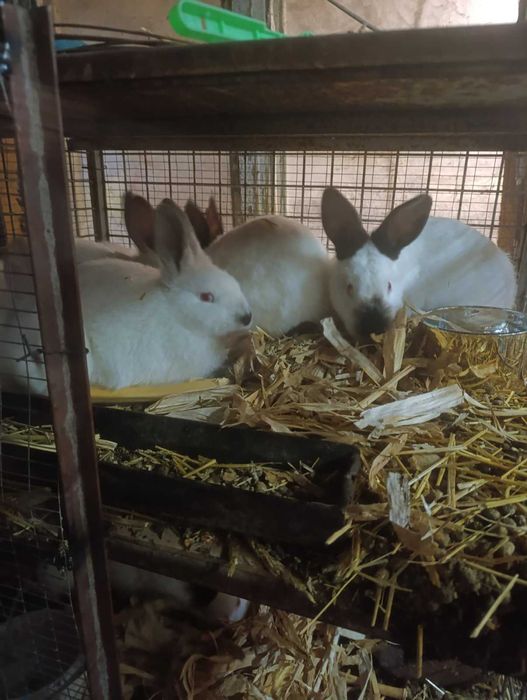 Зайци за разплод