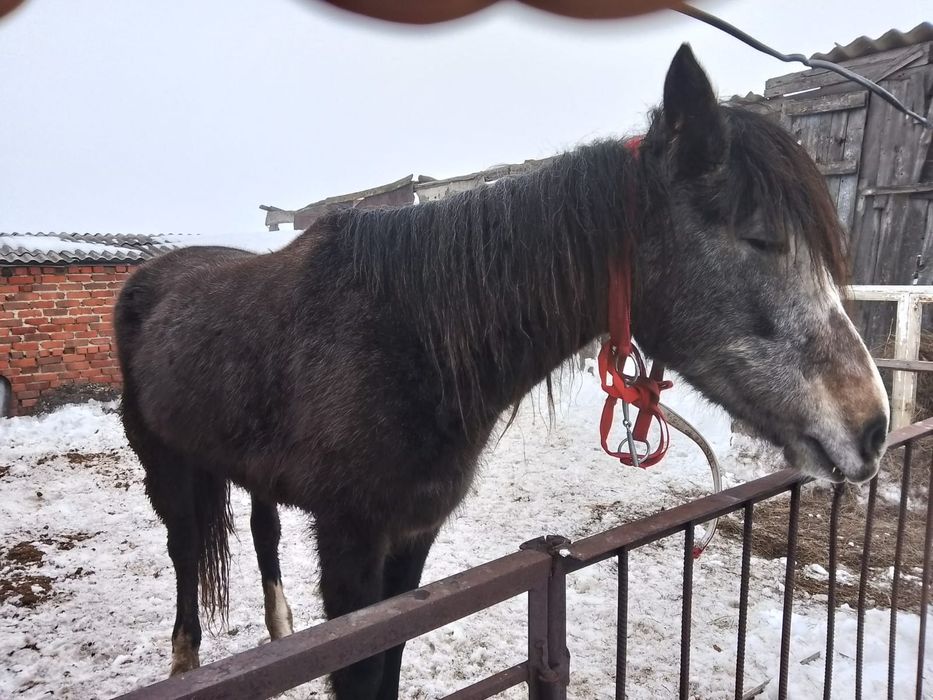 Лашадь, кабыла 3г