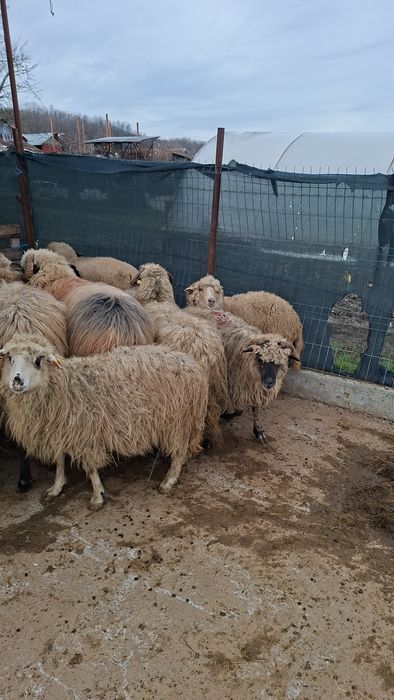 Vand oi si berbeci grasi