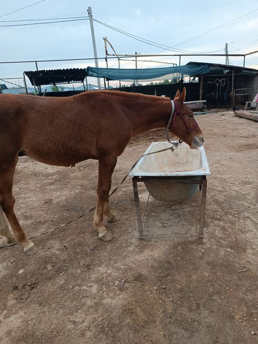 Toy sotiladi yeb ichishi zor