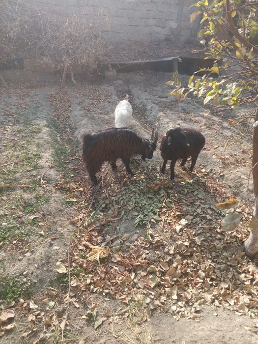 Echkila sotiladi. Ikkalasiyam takkacha