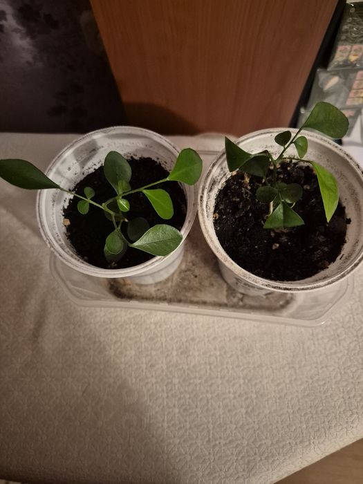 Муррайя метельчатая,толстянка,.