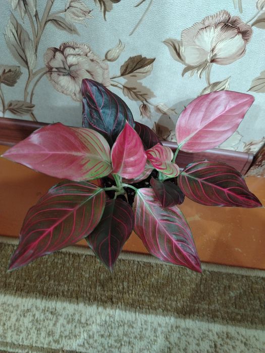 Продам комнатный цветок