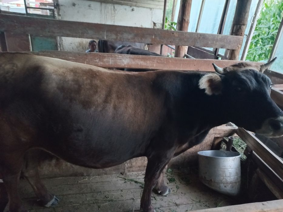 Продам корову,бык,телку