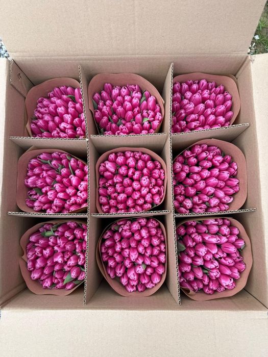 Тюльпаны свежие и хрустящие