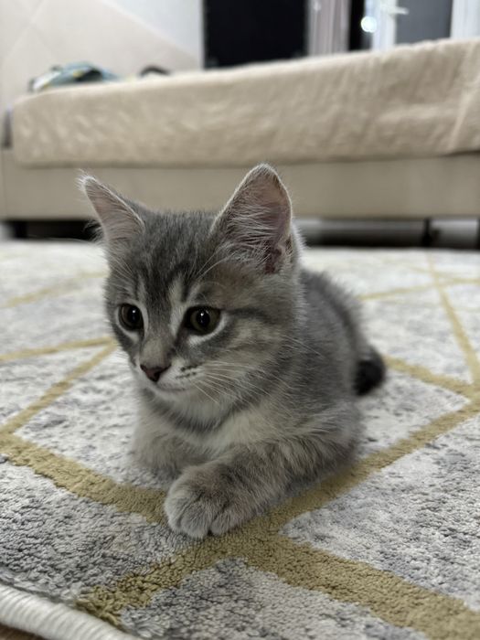 Котенок шотландский прямоухий
