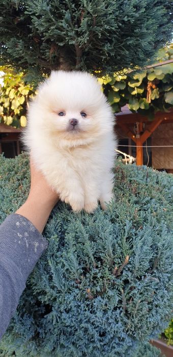 Померан мини померан