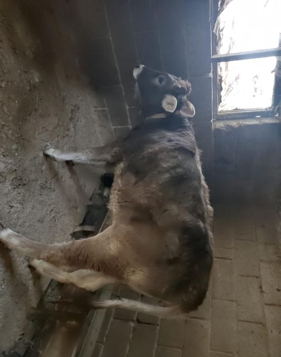 Продам,    телку