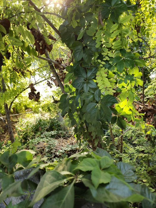 Casă de vânzare în Chilia Veche, Tulcea