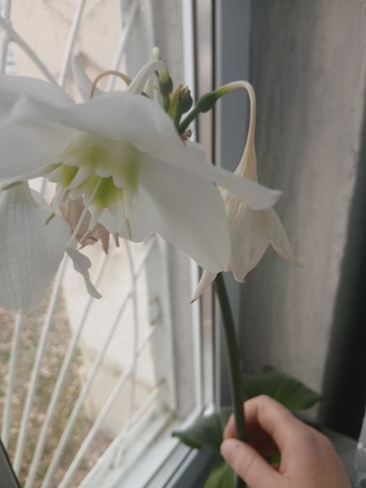 Колеус комнатный