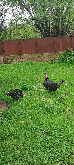 Индюк индюшка  Қораз/мекен пара