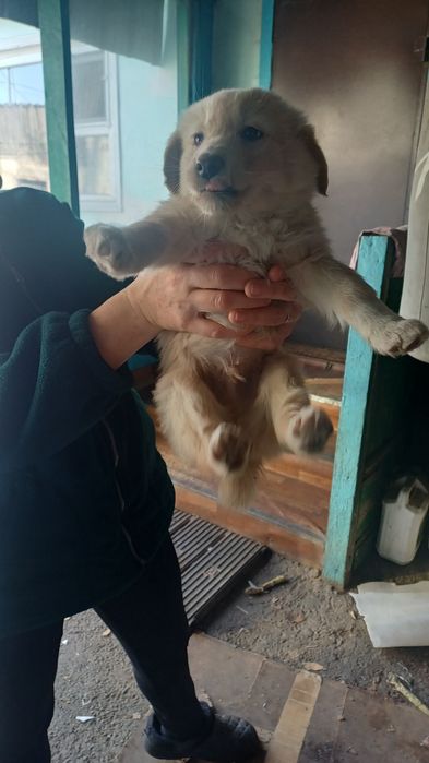 Продам щенков дворняжки