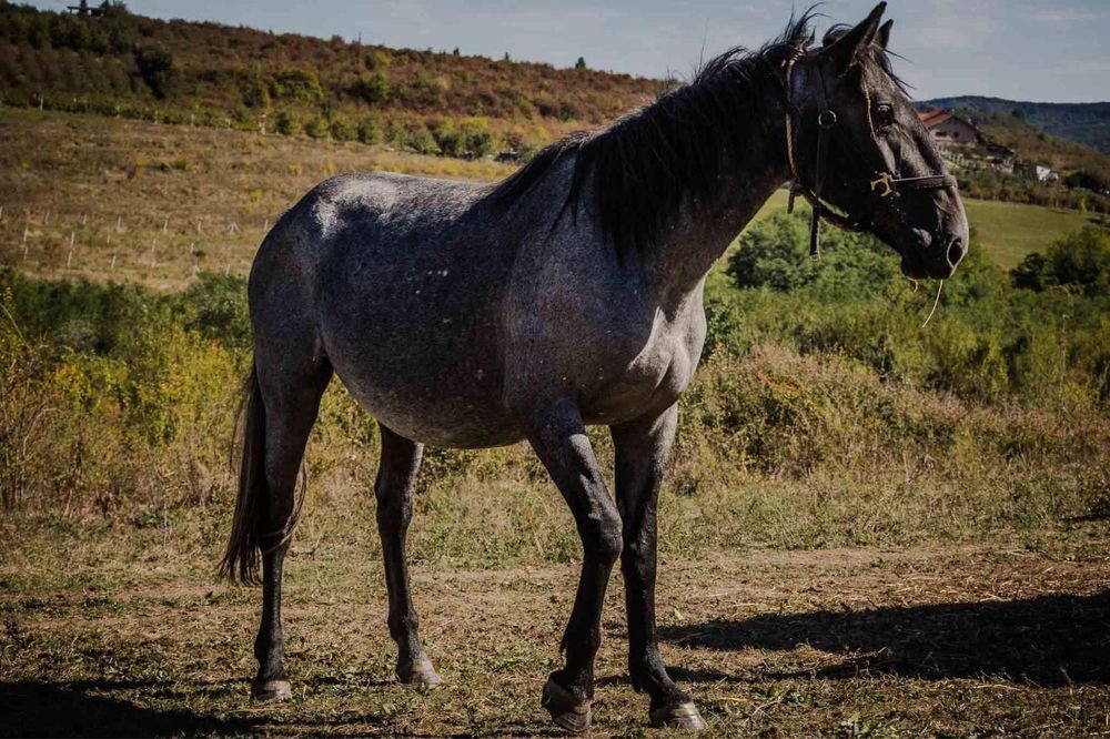 Vând iapă dereșă , tânără 6 ani