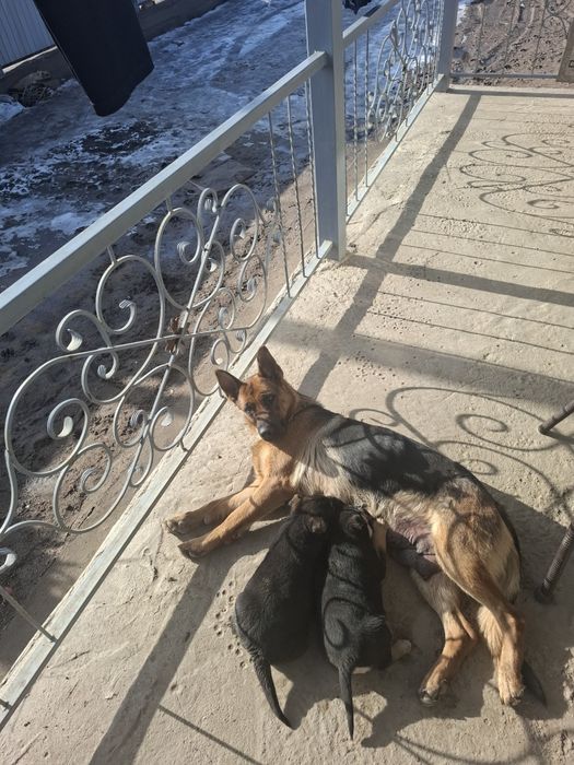 Ченки  Немецкого овчарки!