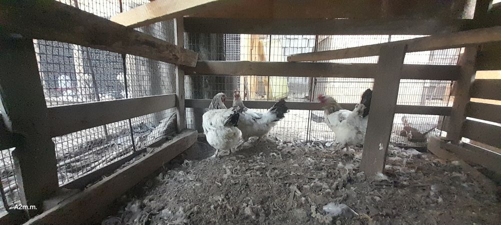 Срочно продам кур