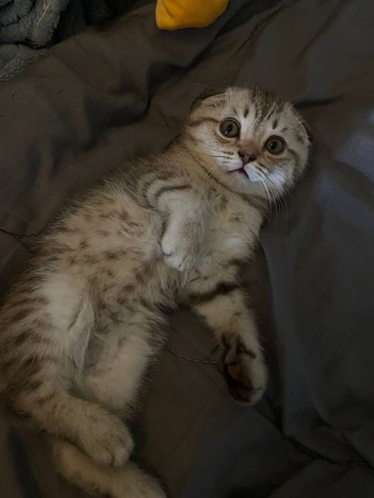 Мальчик скоттиш-фолд