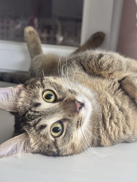 Отдам котенка в очень добрые руки