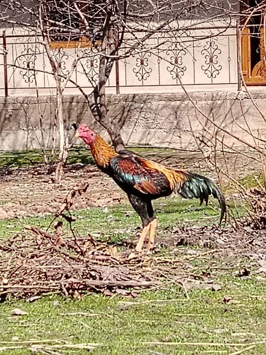 Xoroz sotiladi faqat aniq oladigan tel qilila iltmos