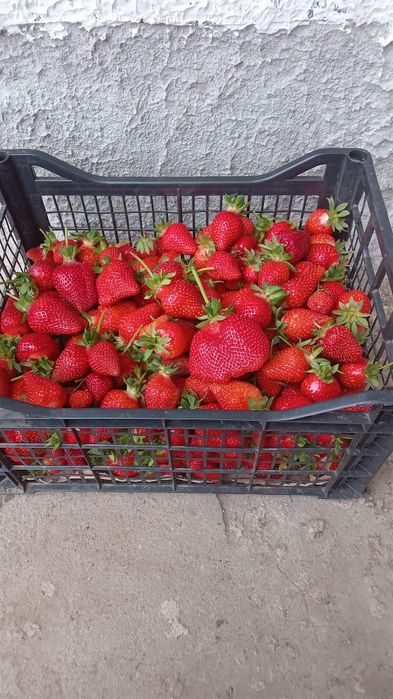 Продавам рассад ягоди.