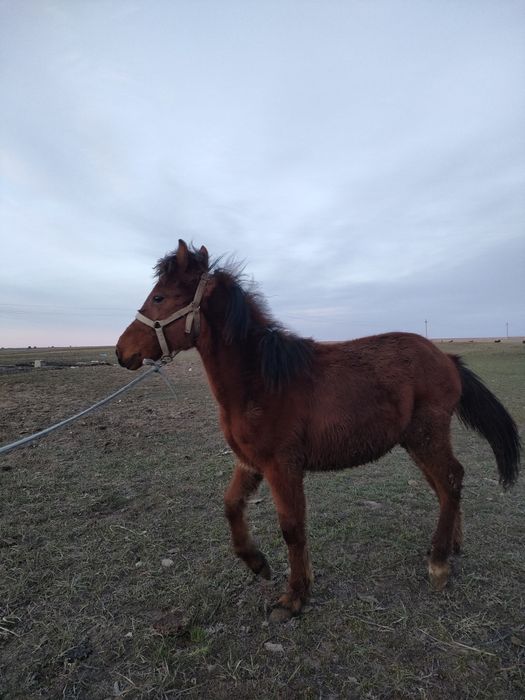 Продам жеребчика тай