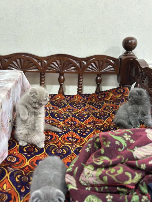 Продам срочно котят чистокровных порода британский скотч фолт