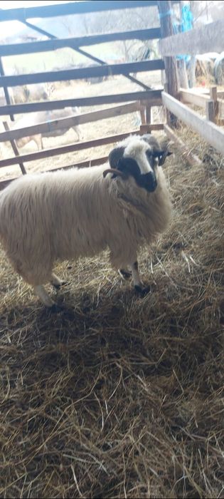 Berbecuț și capră cu ied