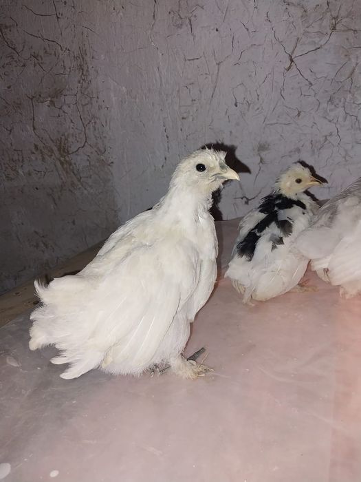 Продам цыплят карлик