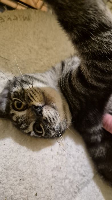 Motanel tigrat pt adoptie
