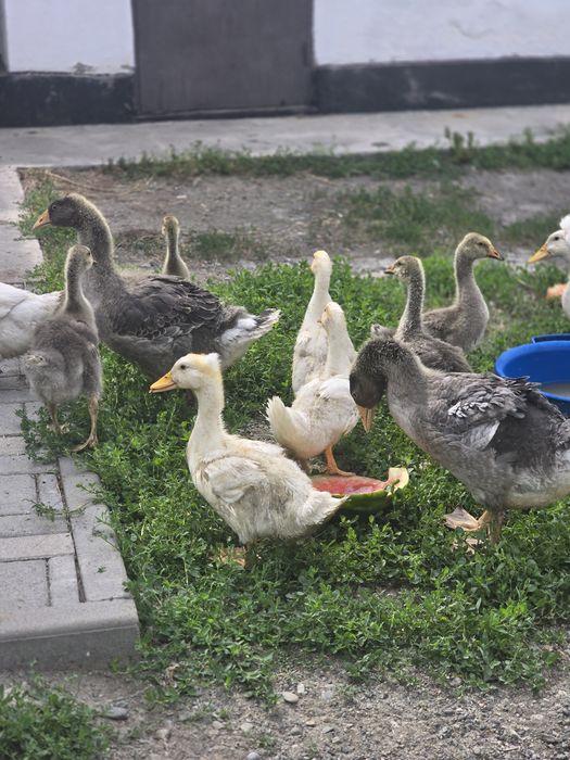 Продам гусей больших и маленьких
