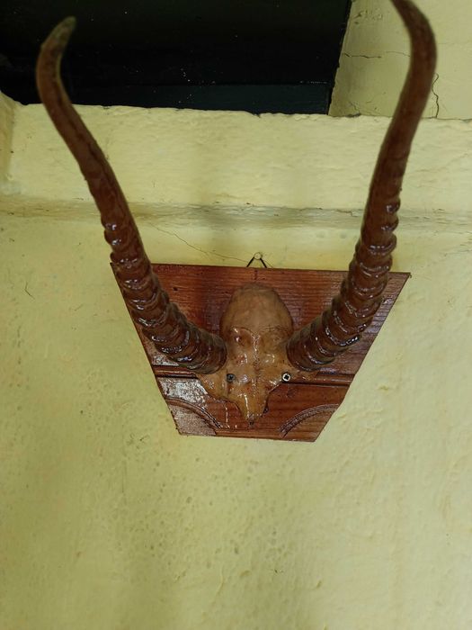 Рога от Монголска Сайга