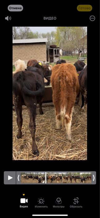 Продаю бычков 6 7 месяцев возраст