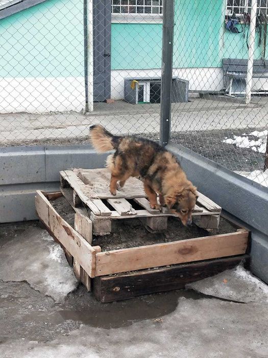 Молодая собачка- девочка ищет хозяина