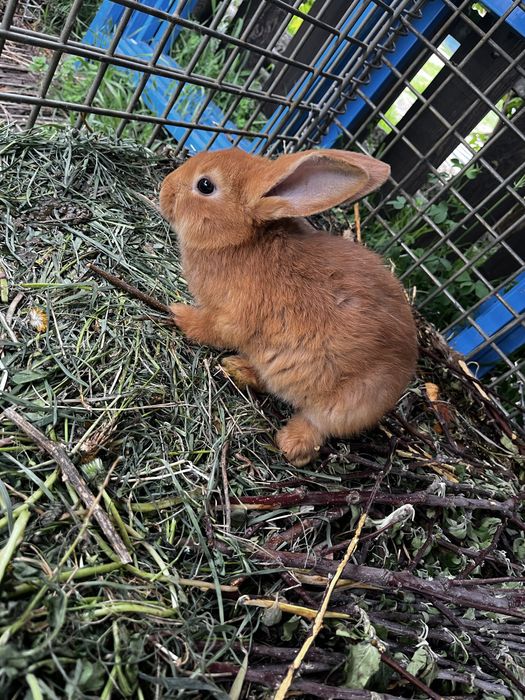 Продам кроликов возраст 2 месяца