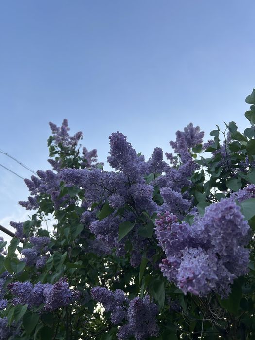 Продам сирень фиолетовые