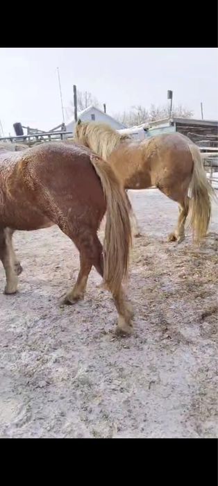 Продам кобылы тяж