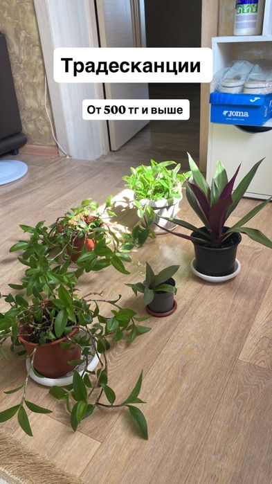 Продам комнатные растения