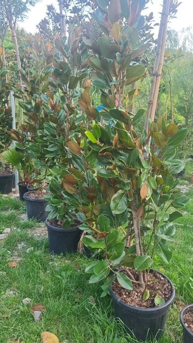 Plante ornamentale pentru spații comerciale vizibile