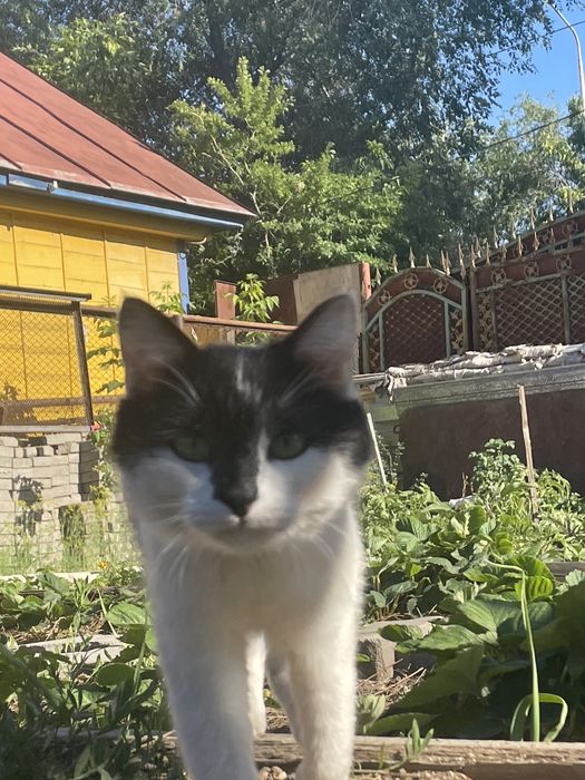 Пропал кот имя Бэтмен