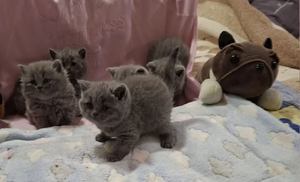 Девлчки в плюшевых шубках, 1.5 мес