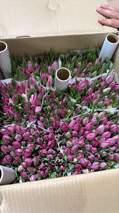 Тюльпан по оптом цене