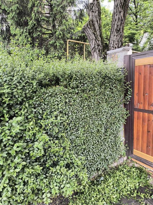 taieri, amenajari gard viu, arbusti ornamentali, conifere ornamentale