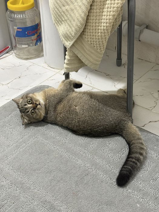 Котенок шотландская