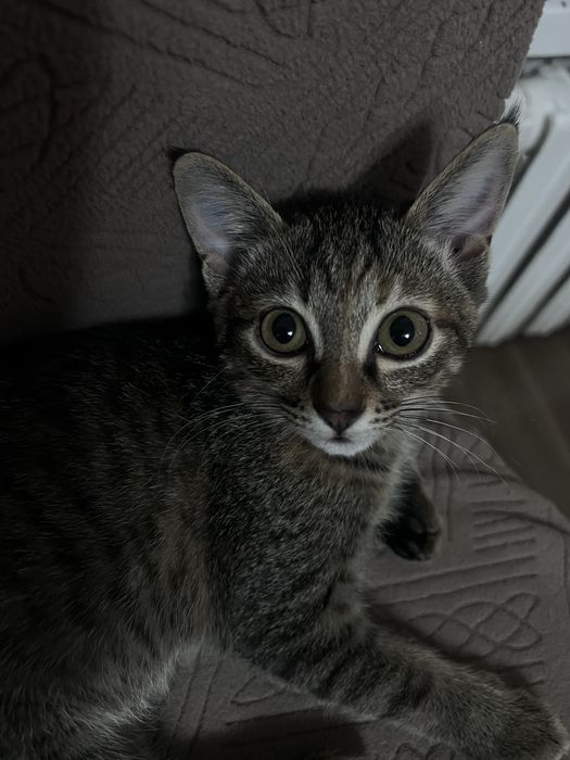 котята в заботливые руки