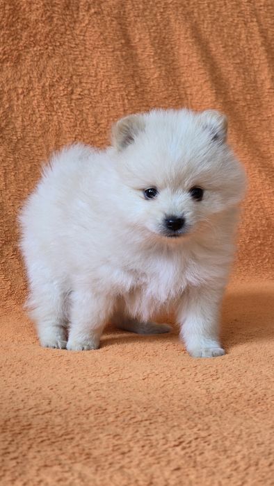 Продаются щенки немецкого шпица