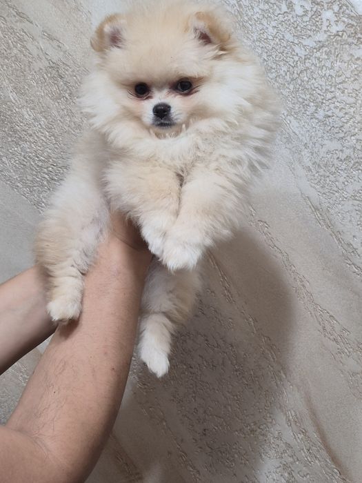 Померан момче на 2 месеца