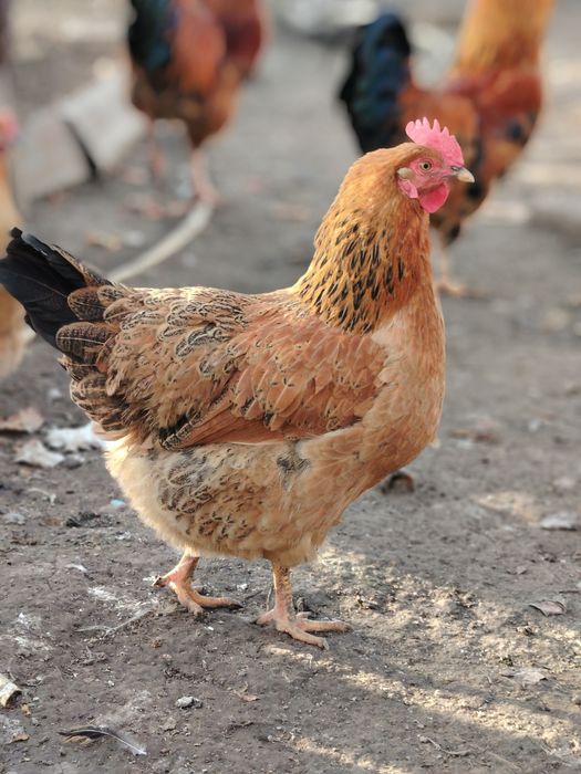 Кученский   Инкубационое яйцо