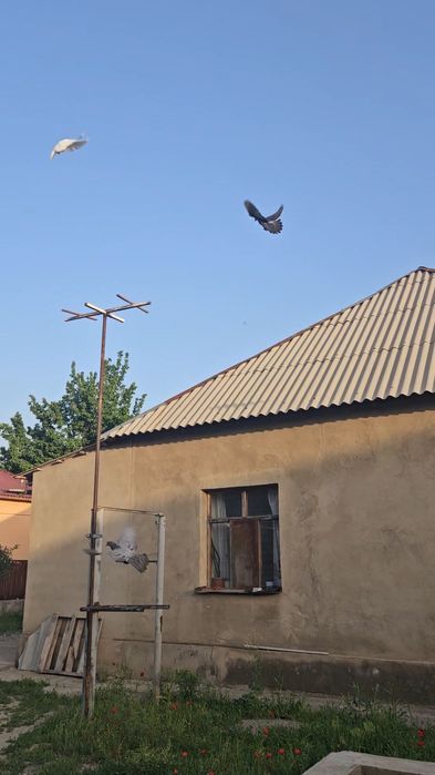Голуби такла бьяз